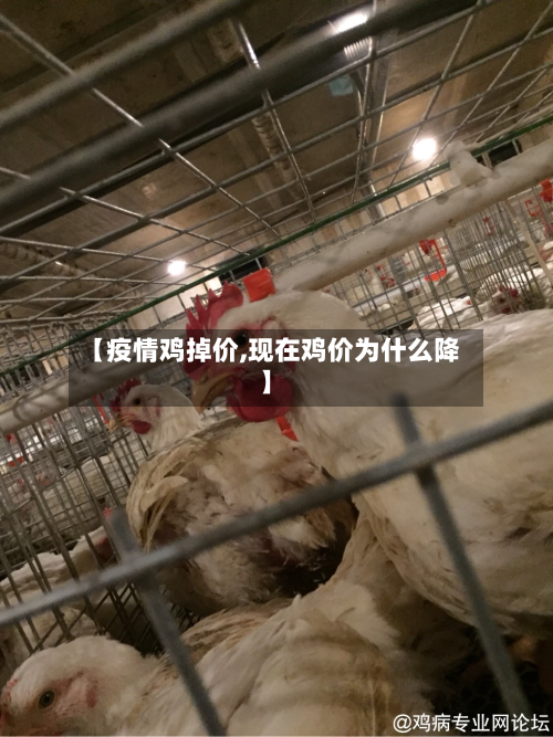 【疫情鸡掉价,现在鸡价为什么降】-第1张图片