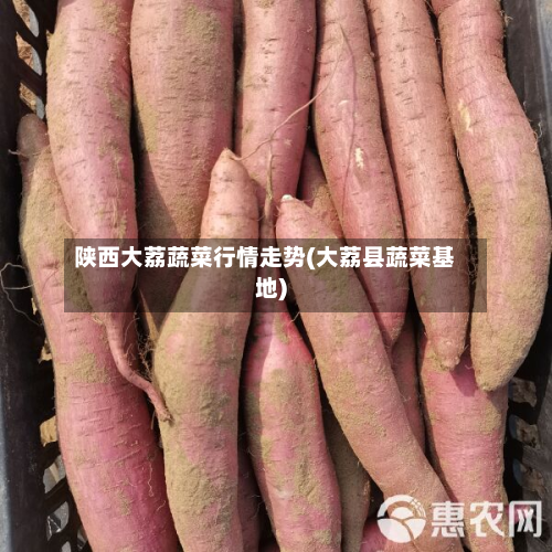 陕西大荔蔬菜行情走势(大荔县蔬菜基地)-第2张图片