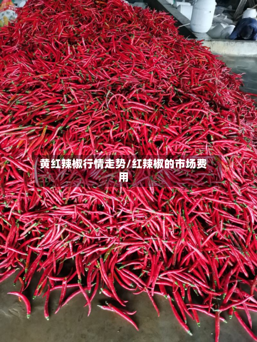 黄红辣椒行情走势/红辣椒的市场费用-第1张图片