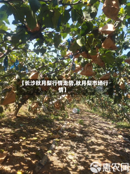 【长沙秋月梨行情走势,秋月梨市场行情】-第1张图片