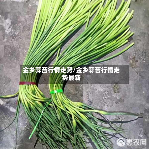 金乡蒜苔行情走势/金乡蒜苔行情走势最新-第2张图片