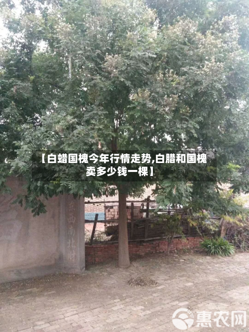 【白蜡国槐今年行情走势,白腊和国槐卖多少钱一棵】-第1张图片