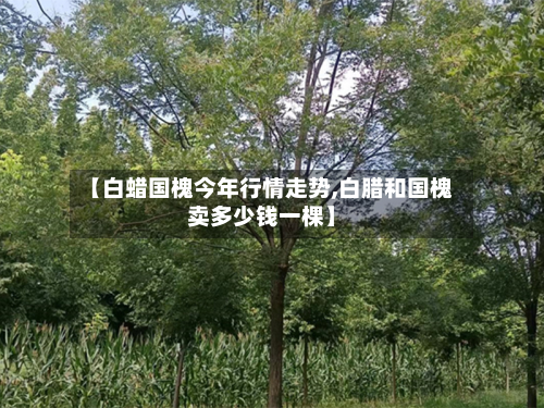 【白蜡国槐今年行情走势,白腊和国槐卖多少钱一棵】-第2张图片