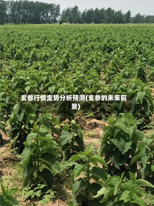 玄参行情走势分析预测(玄参的未来前景)-第3张图片