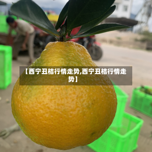 【西宁丑桔行情走势,西宁丑桔行情走势】-第2张图片