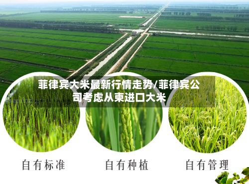 菲律宾大米最新行情走势/菲律宾公司考虑从柬进口大米-第1张图片