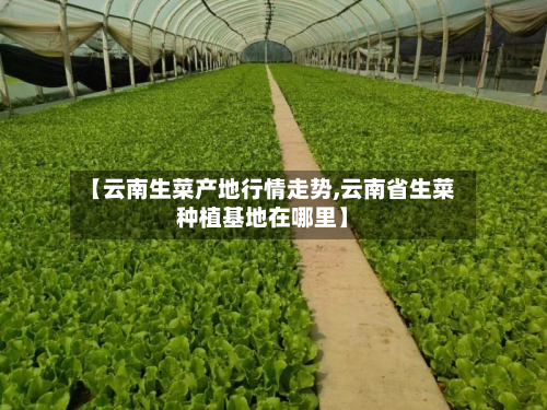 【云南生菜产地行情走势,云南省生菜种植基地在哪里】-第1张图片