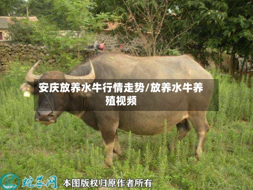 安庆放养水牛行情走势/放养水牛养殖视频-第1张图片