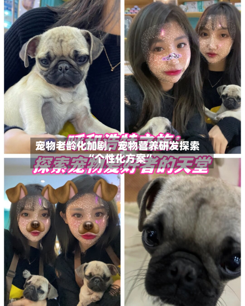 宠物老龄化加剧，宠物营养研发探索“个性化方案	”-第1张图片