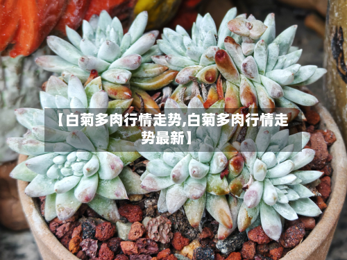 【白菊多肉行情走势,白菊多肉行情走势最新】-第1张图片