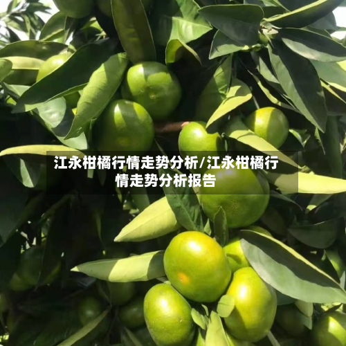 江永柑橘行情走势分析/江永柑橘行情走势分析报告-第3张图片