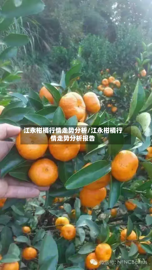 江永柑橘行情走势分析/江永柑橘行情走势分析报告-第2张图片