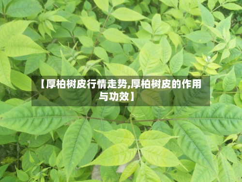 【厚柏树皮行情走势,厚柏树皮的作用与功效】-第2张图片