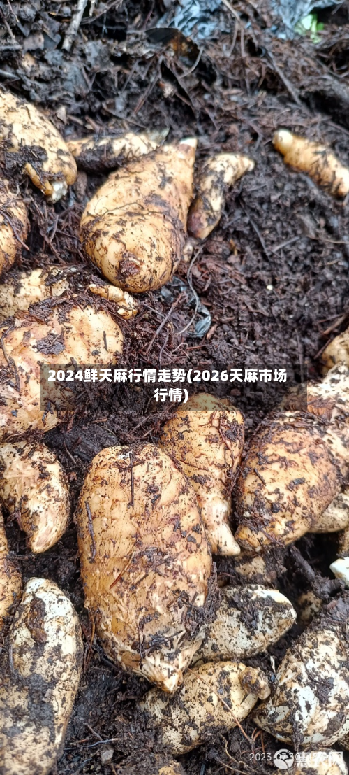 2024鲜天麻行情走势(2026天麻市场行情)-第2张图片