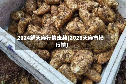 2024鲜天麻行情走势(2026天麻市场行情)-第3张图片