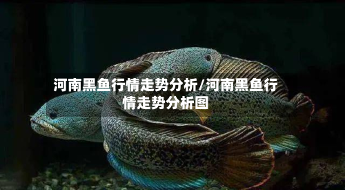 河南黑鱼行情走势分析/河南黑鱼行情走势分析图-第1张图片