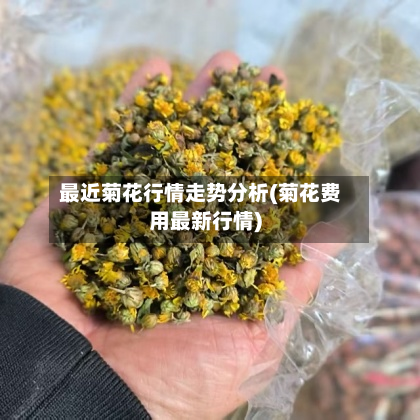 最近菊花行情走势分析(菊花费用最新行情)-第1张图片