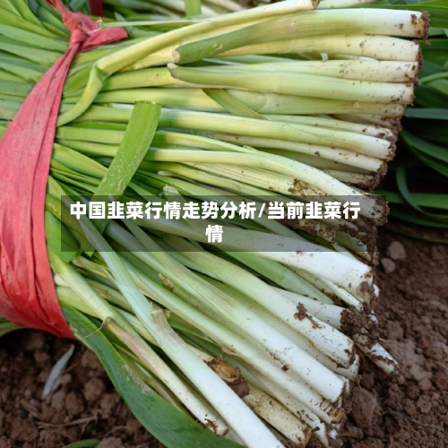 中国韭菜行情走势分析/当前韭菜行情-第1张图片