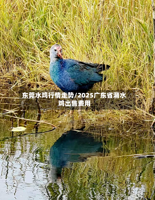 东莞水鸡行情走势/2025广东省潲水鸡出售费用-第1张图片