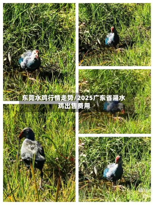 东莞水鸡行情走势/2025广东省潲水鸡出售费用-第2张图片