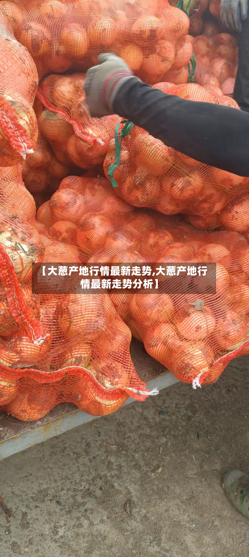【大葱产地行情最新走势,大葱产地行情最新走势分析】-第2张图片