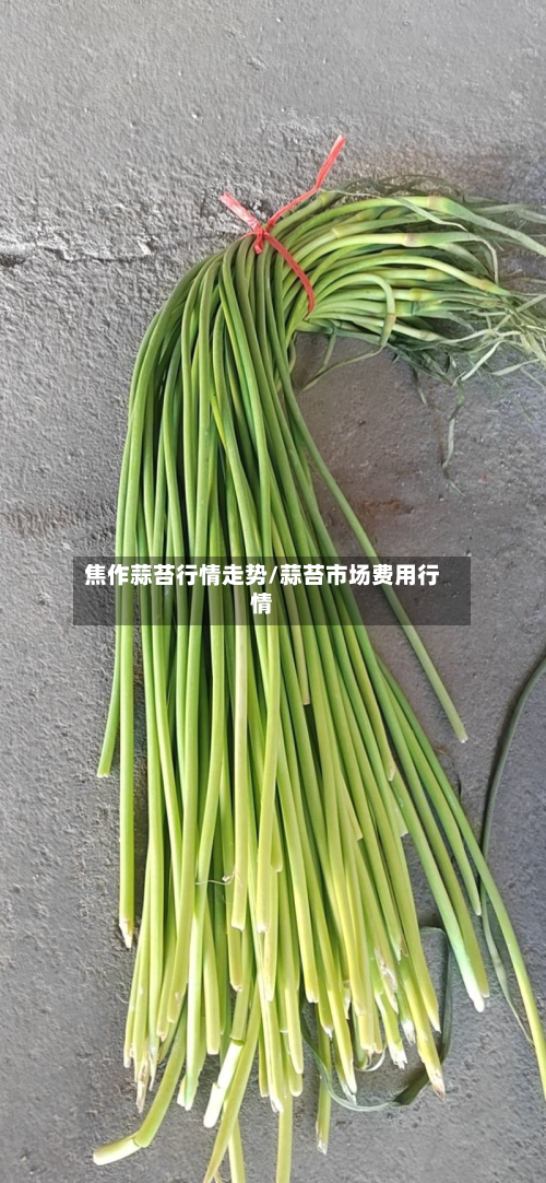 焦作蒜苔行情走势/蒜苔市场费用行情-第1张图片