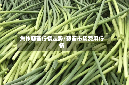 焦作蒜苔行情走势/蒜苔市场费用行情-第2张图片