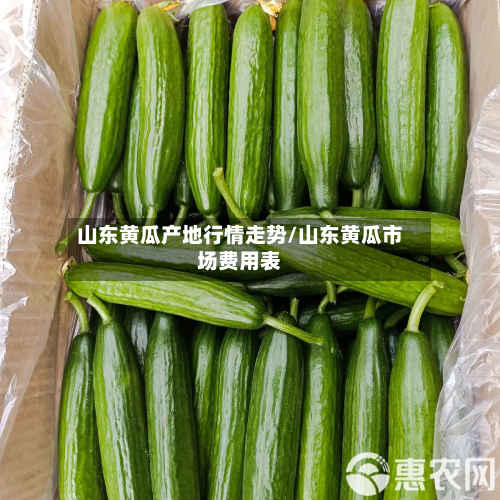 山东黄瓜产地行情走势/山东黄瓜市场费用表-第3张图片