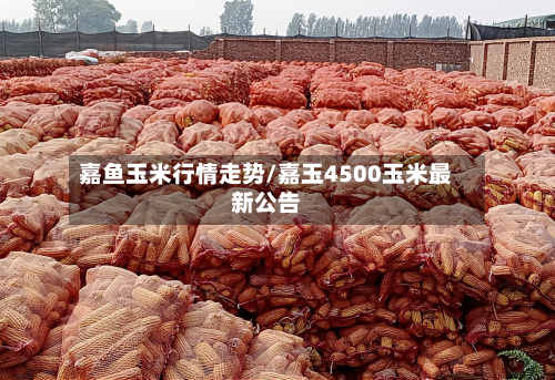 嘉鱼玉米行情走势/嘉玉4500玉米最新公告-第1张图片