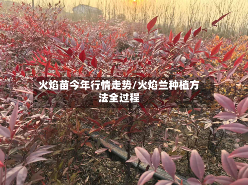 火焰苗今年行情走势/火焰兰种植方法全过程-第3张图片