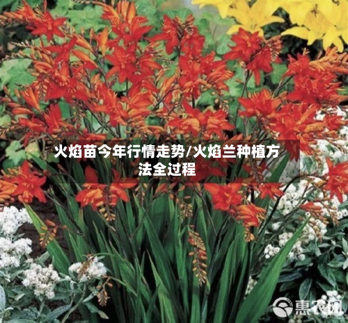 火焰苗今年行情走势/火焰兰种植方法全过程-第2张图片