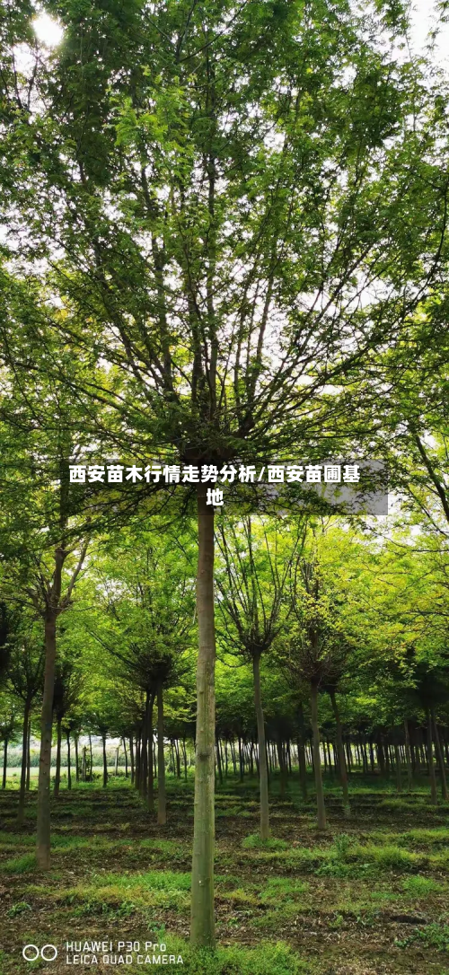 西安苗木行情走势分析/西安苗圃基地-第2张图片