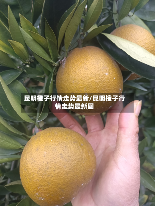 昆明橙子行情走势最新/昆明橙子行情走势最新图-第1张图片