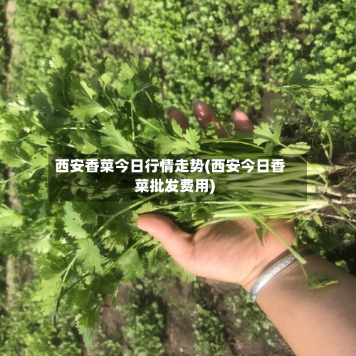 西安香菜今日行情走势(西安今日香菜批发费用)-第1张图片