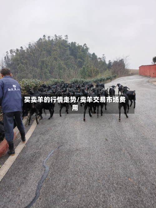买卖羊的行情走势/卖羊交易市场费用-第2张图片
