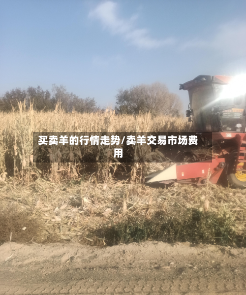 买卖羊的行情走势/卖羊交易市场费用-第3张图片