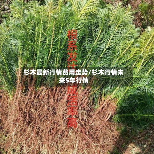 杉木最新行情费用走势/杉木行情未来5年行情-第1张图片