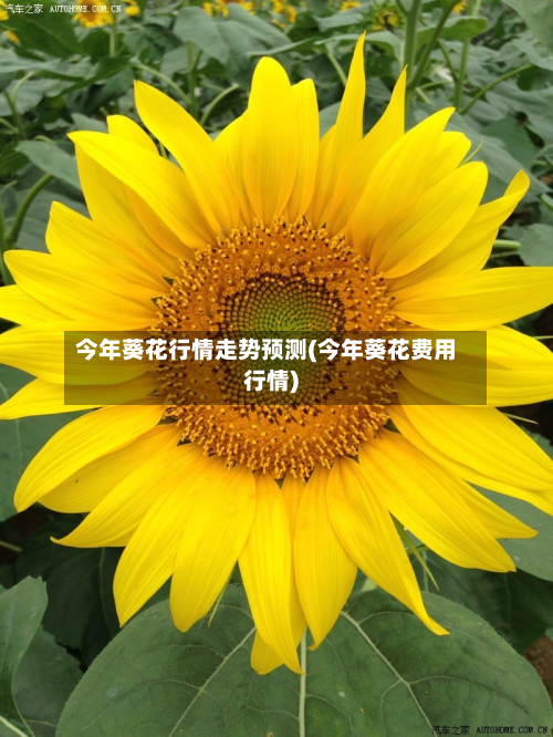 今年葵花行情走势预测(今年葵花费用行情)-第3张图片