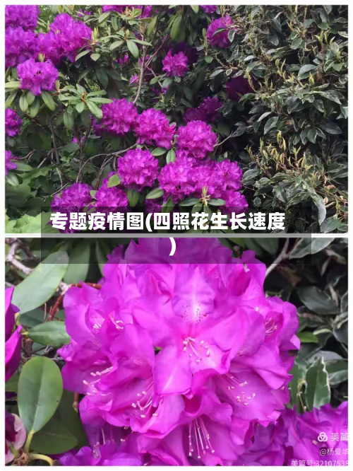 专题疫情图(四照花生长速度)-第1张图片