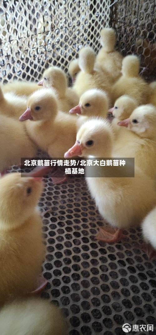 北京鹅苗行情走势/北京大白鹅苗种植基地-第3张图片