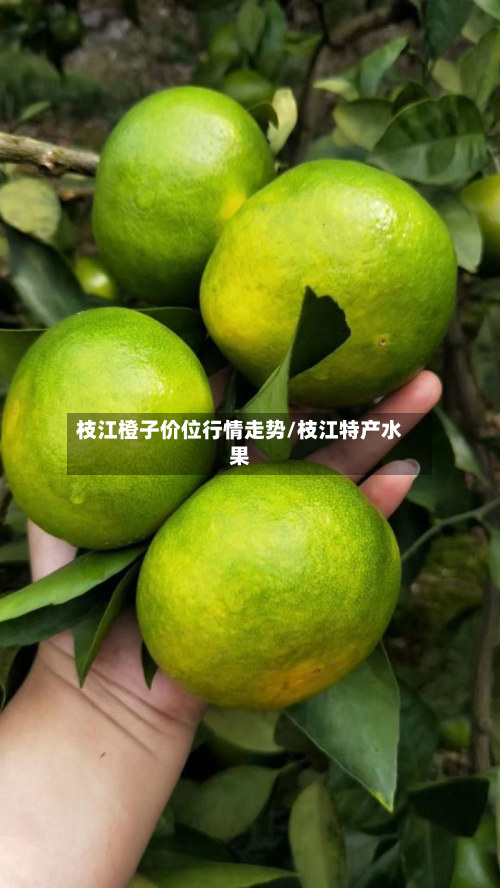 枝江橙子价位行情走势/枝江特产水果-第2张图片