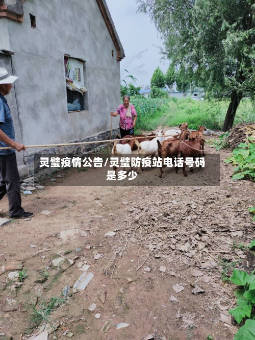 灵璧疫情公告/灵璧防疫站电话号码是多少-第2张图片