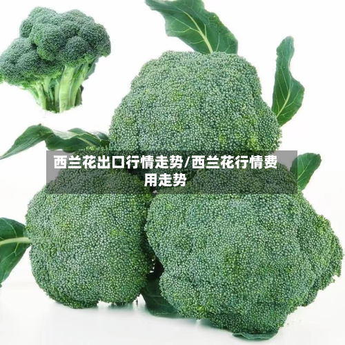 西兰花出口行情走势/西兰花行情费用走势-第2张图片