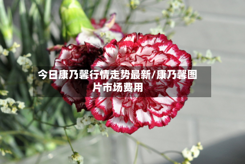 今日康乃馨行情走势最新/康乃馨图片市场费用-第1张图片