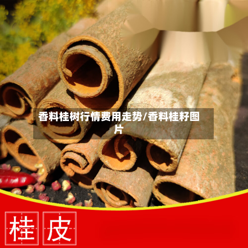 香料桂树行情费用走势/香料桂籽图片-第2张图片