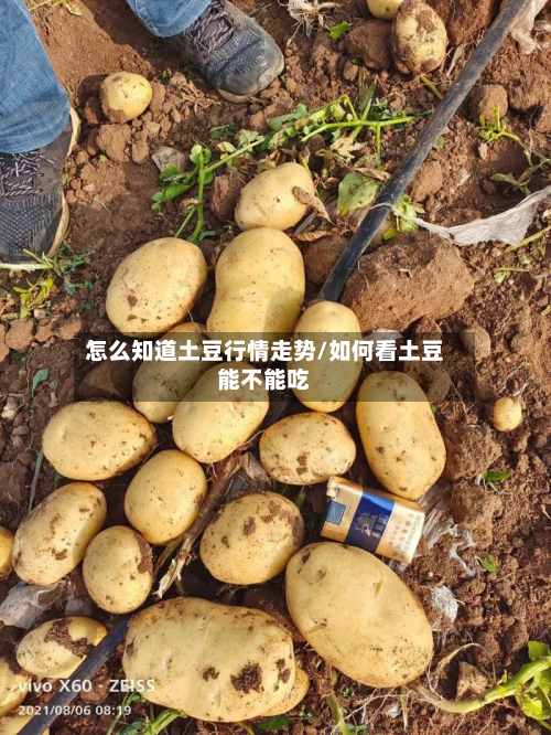 怎么知道土豆行情走势/如何看土豆能不能吃-第1张图片
