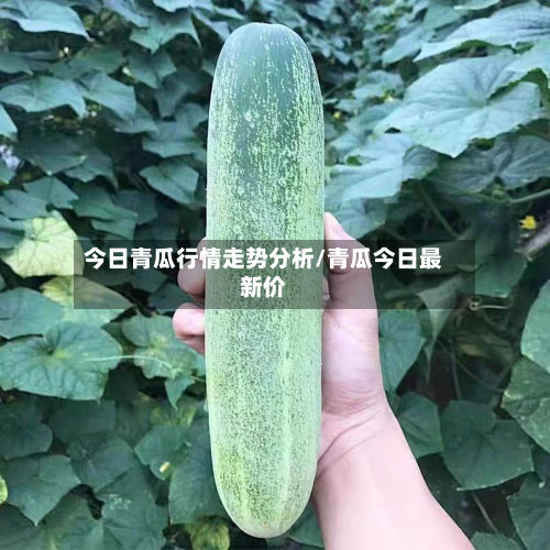 今日青瓜行情走势分析/青瓜今日最新价-第1张图片
