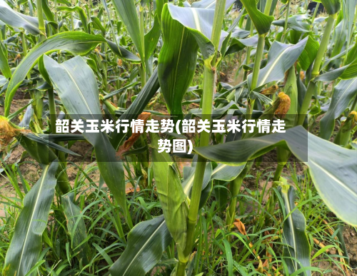 韶关玉米行情走势(韶关玉米行情走势图)-第1张图片