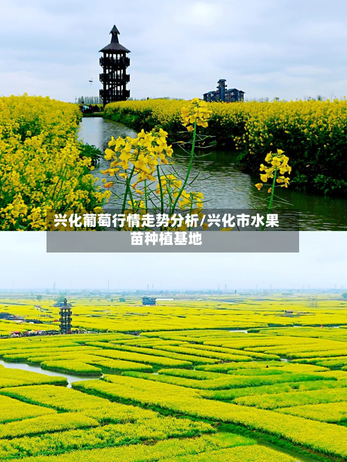 兴化葡萄行情走势分析/兴化市水果苗种植基地-第2张图片