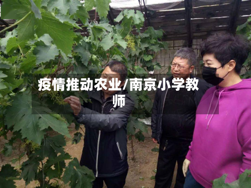 疫情推动农业/南京小学教师-第2张图片